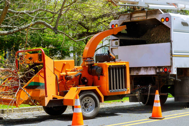 Best Tree Removal  in Farmersville, CA