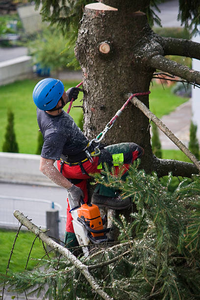 Reliable Farmersville, CA Tree Removal Solutions
