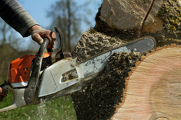 Best Fruit Tree Pruning  in Farmersville, CA